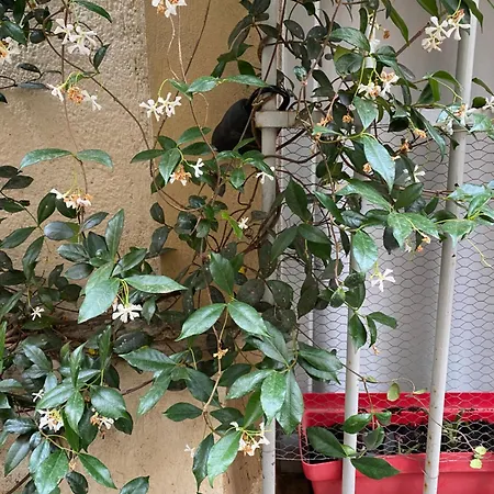 Апартаменты Charmant Studio Ecusson Centre Historique